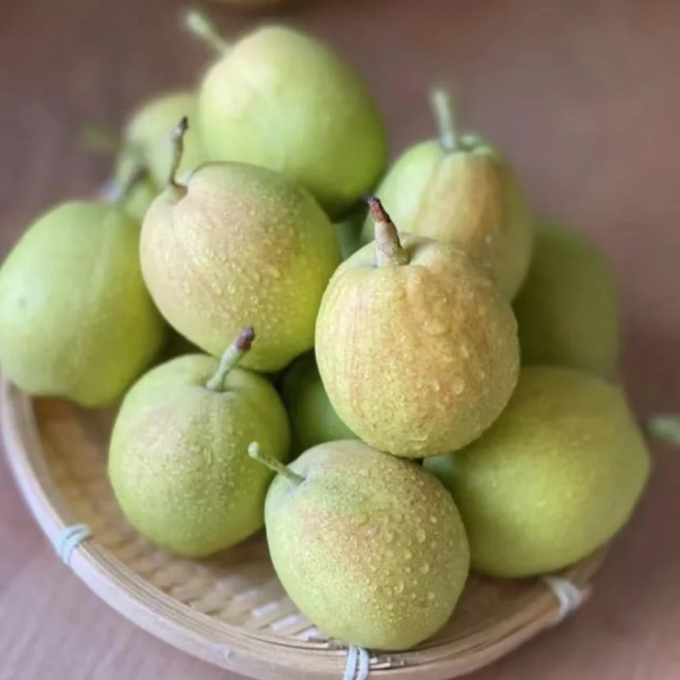 【福州配送】 新 疆 库 尔 勒 香 梨  能滑多汁  香甜美味