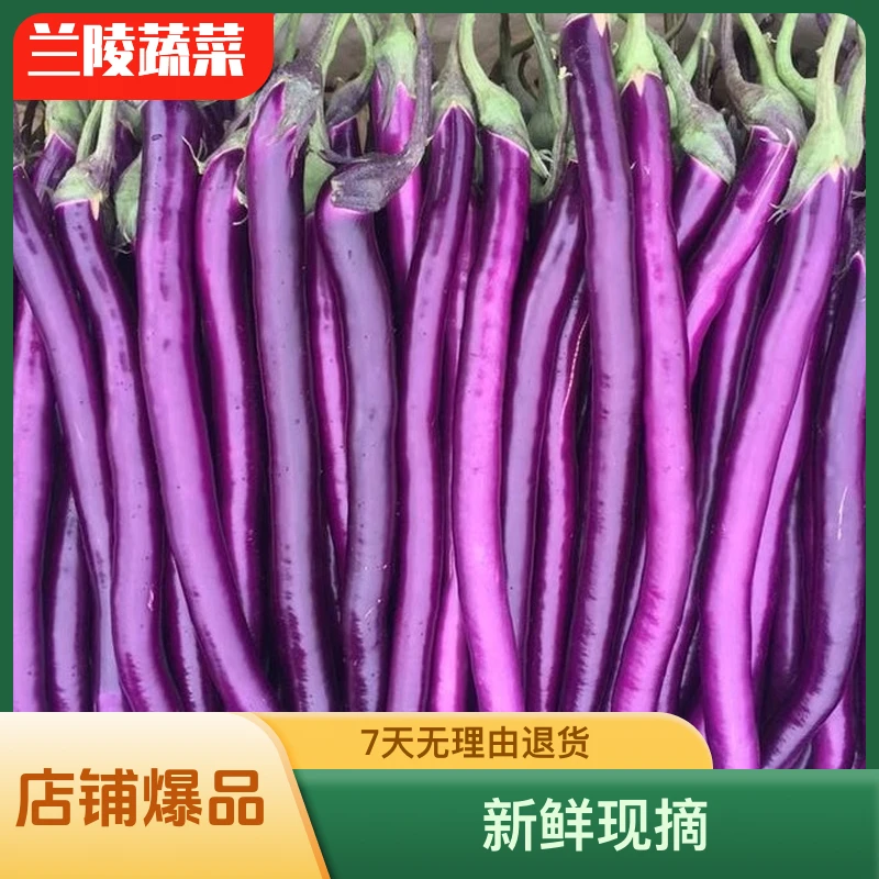山东露天茄子《线茄》2杭茄农产品生鲜农家蔬菜时令蔬菜新鲜