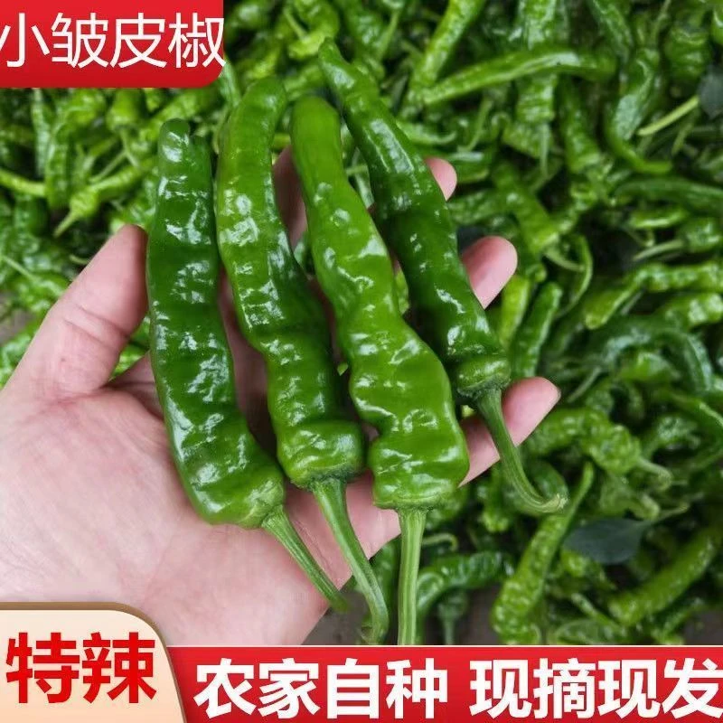 新鲜辣椒【产地现摘现发】螺丝椒皱皮辣椒虎皮辣椒农产品食品蔬菜