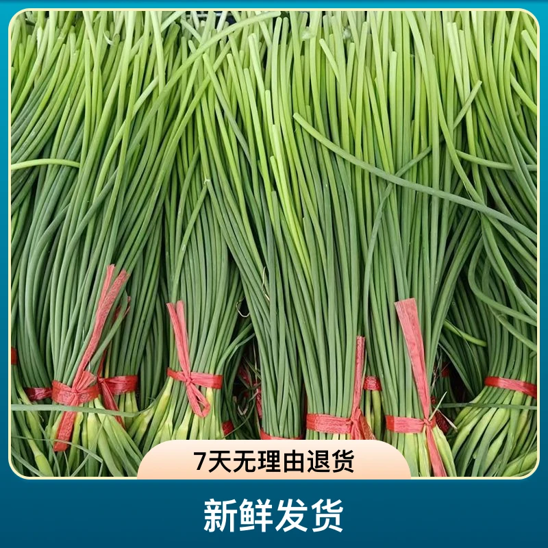 2025苍山新蒜薹（地头发货）新鲜发货