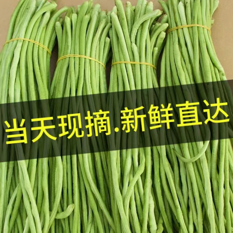 现摘新鲜长豆角脆嫩爽口可做泡菜的营养时令蔬菜