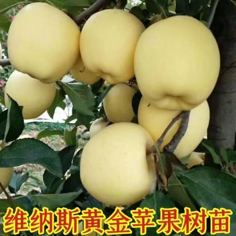 新品种特大正宗嫁接维纳斯黄金苹果树苗地栽糖心苹果南方北方种植