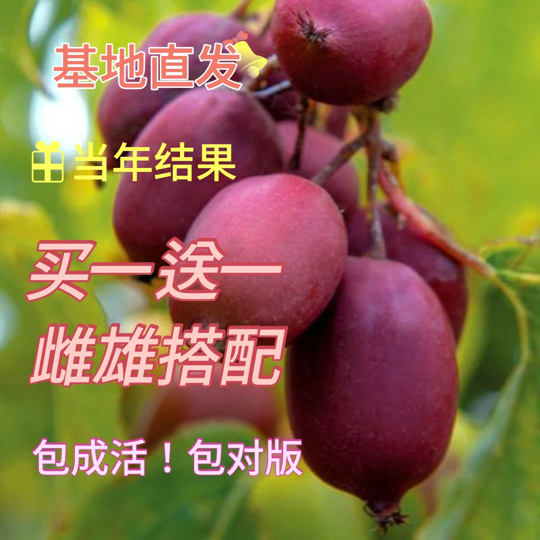 正宗嫁接软枣猕猴桃苗果树苗盆栽地栽当年结果优质树苗南北方种植