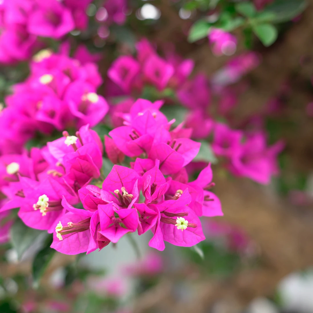 【一物一拍】三角梅多款造型盆景拍【99999】【非直播期间勿拍】