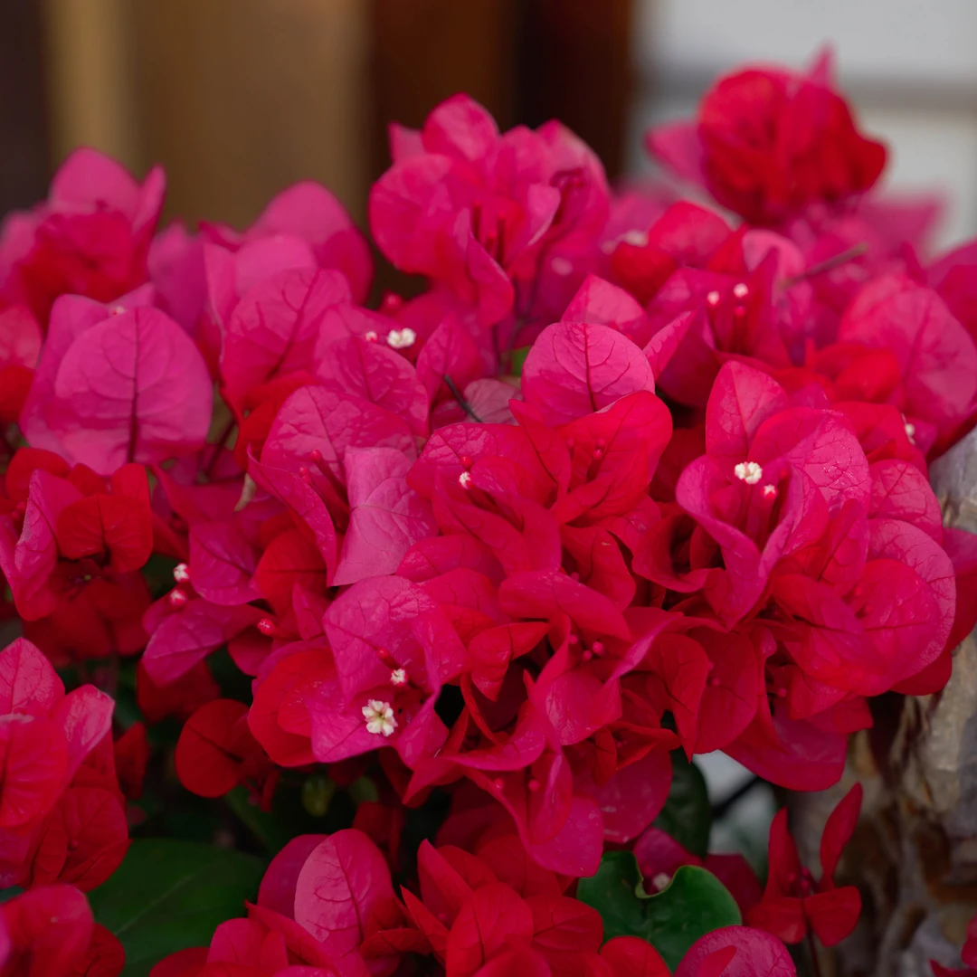 【一物一拍】三角梅多款造型盆景拍【999】【非直播期间勿拍】