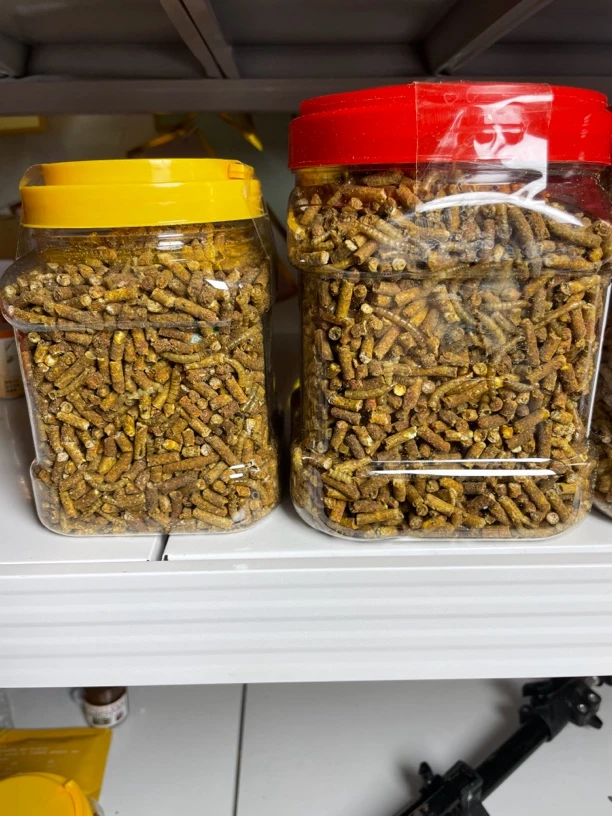 阿建斗鸡打料提性增旺，增强爆发力、提高耐力