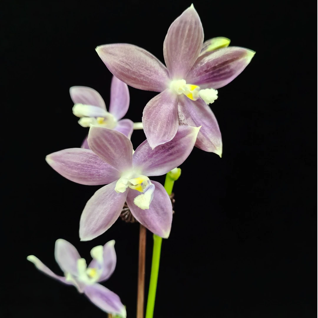 盾花蝴蝶兰~紫幻想