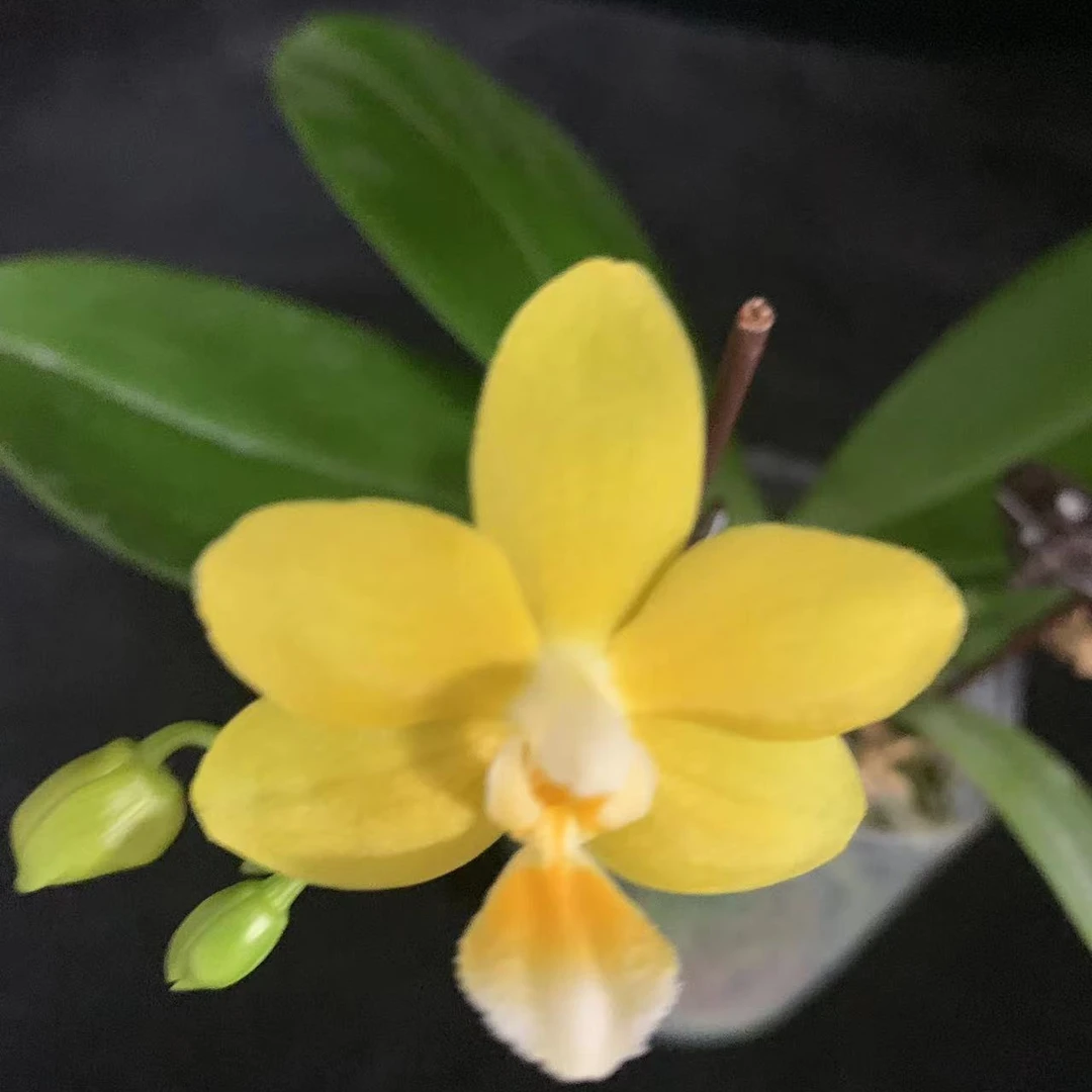 蝴蝶兰-柳林小星星