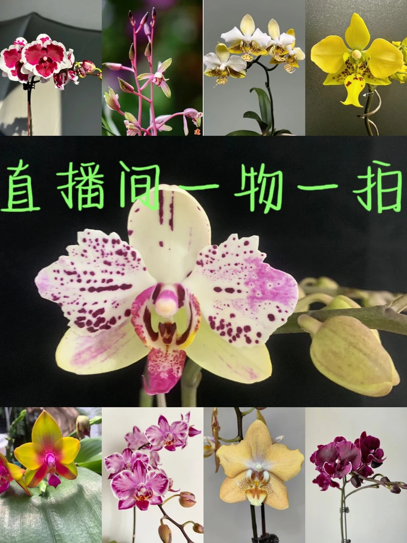 蝴蝶兰直播间 38-298