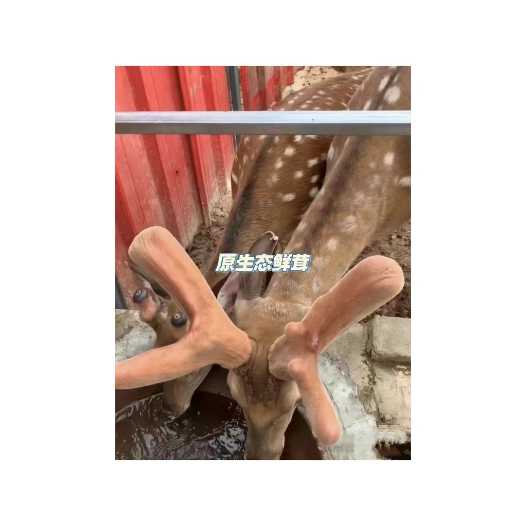 鹿茸新鲜鹿茸直播自选吉林鹿乡