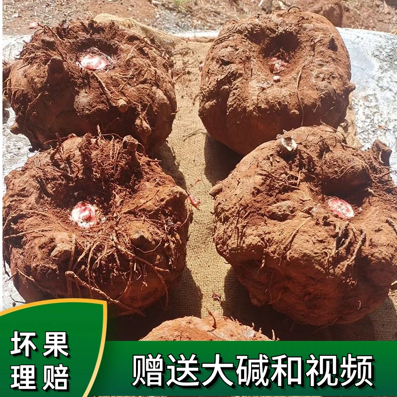 云南大魔芋头新鲜现挖散装应季魔芋豆腐原材料农家生魔芋头高品质