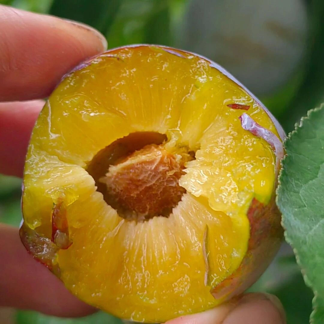 云南丽江720蜜脆李3kg礼盒