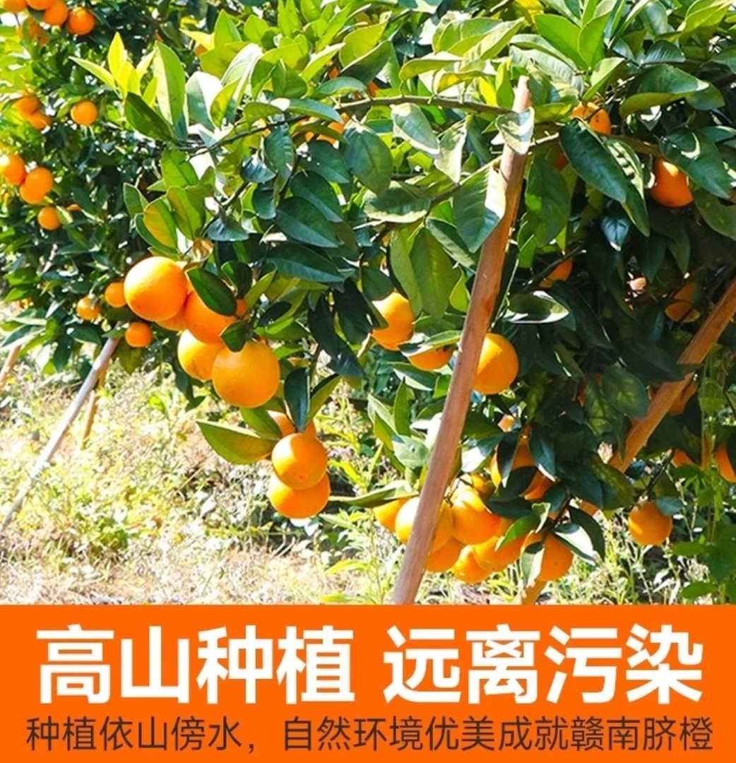 自家四川橙子核心产区果园现摘现发新鲜应季水果