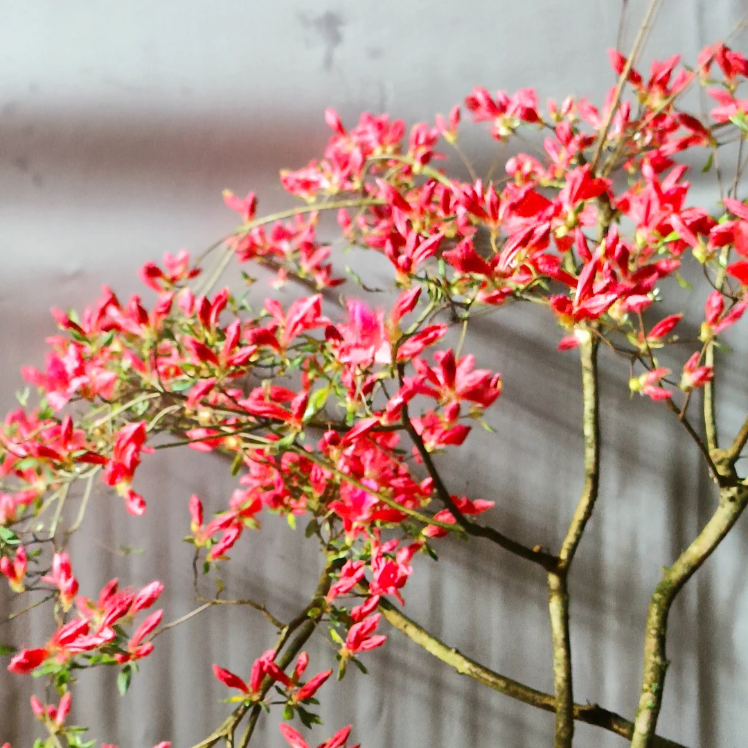 杜鹃三角梅映山红.花卉基地盆栽图片盆景.盆景造型.观花植物老桩