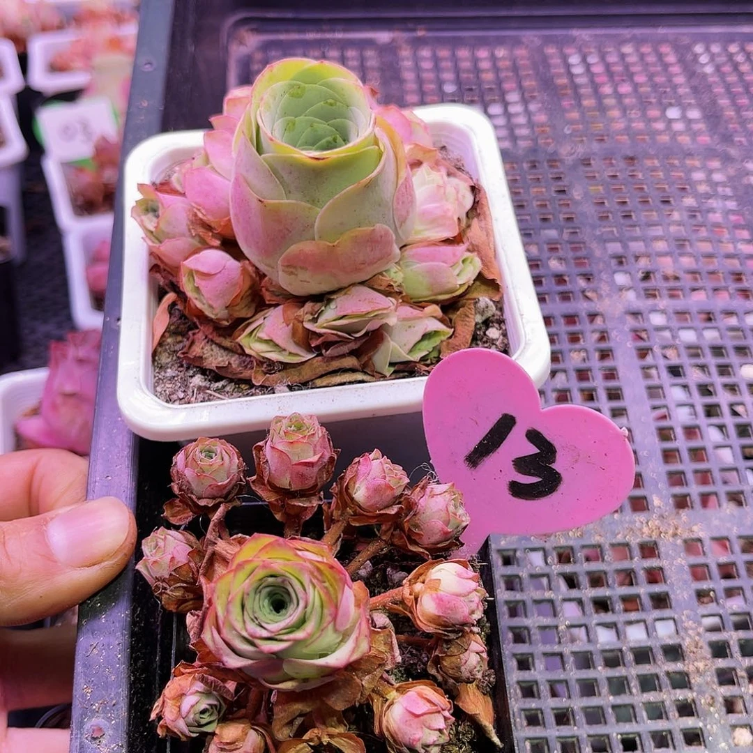 倩*晴澜 朵丽娅 非偏远包邮 多肉