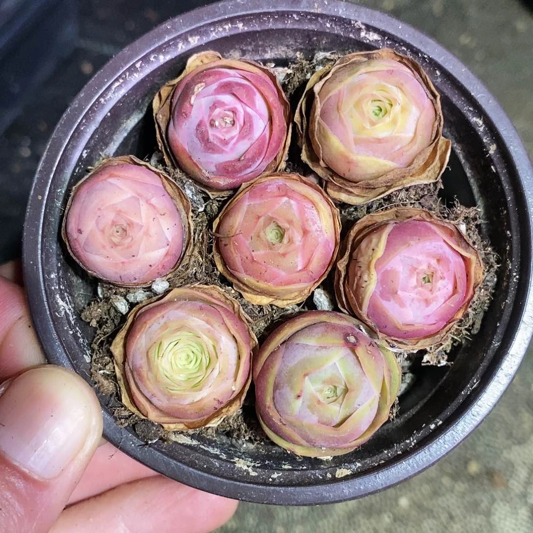 优选新品种7棵2厘米左右一棵
