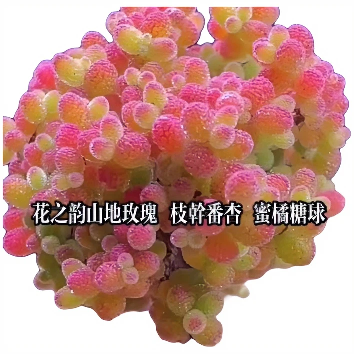 【枝杆番杏】 四季修剪浇水偏远地区不包邮春季山地