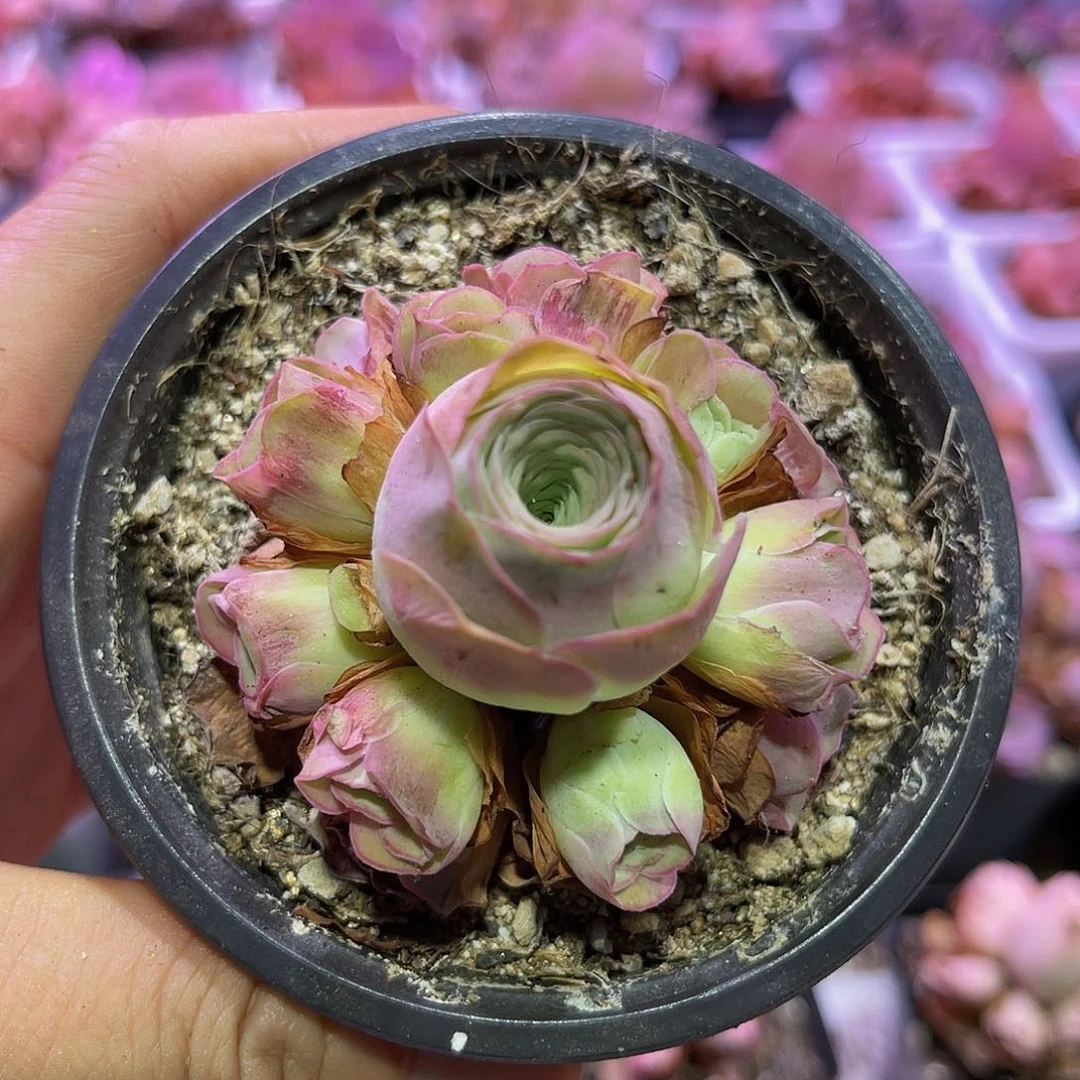 萤火 拉丝锦 非偏远包邮 多肉