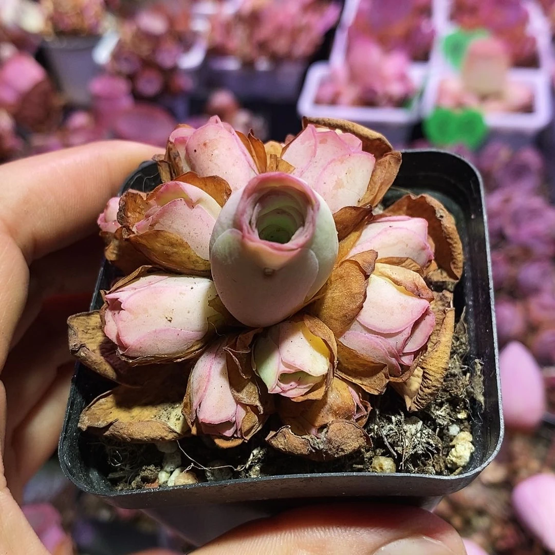 .*仙墨 非偏远包邮 多肉