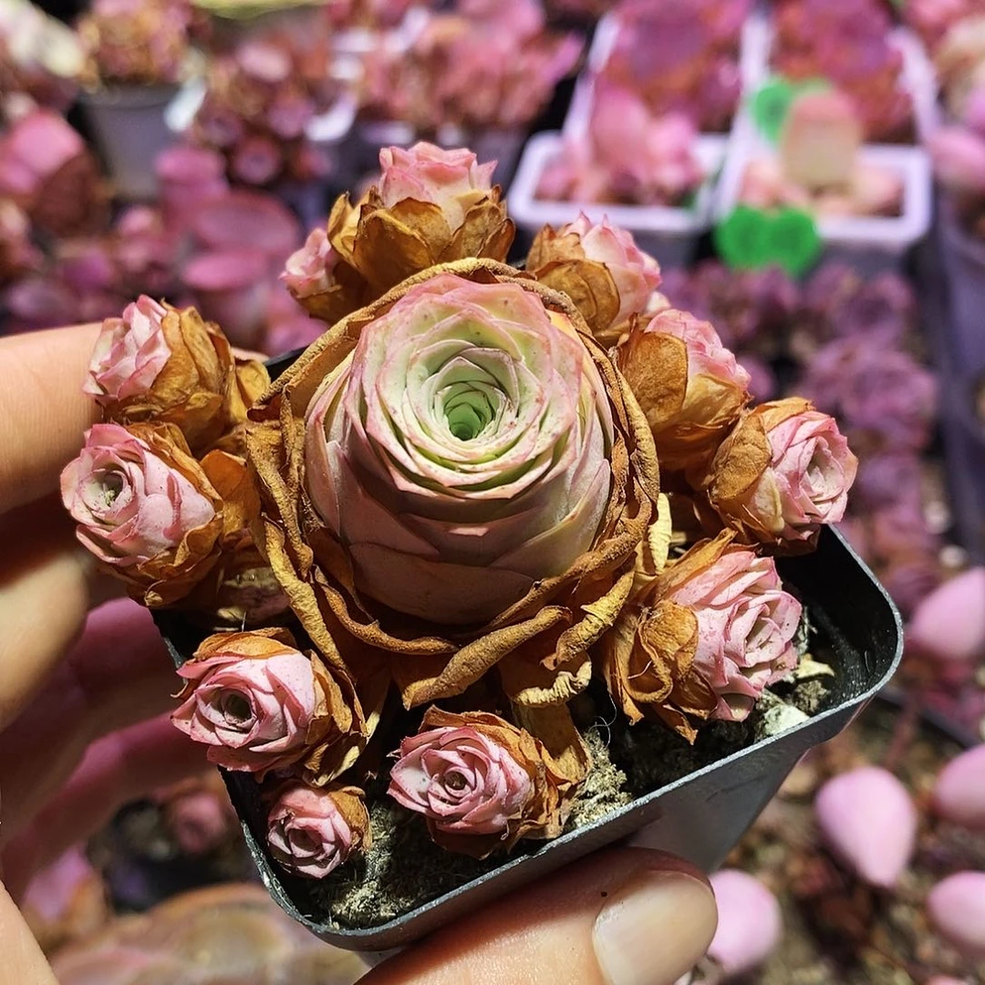 牛郎 非偏远包邮 多肉