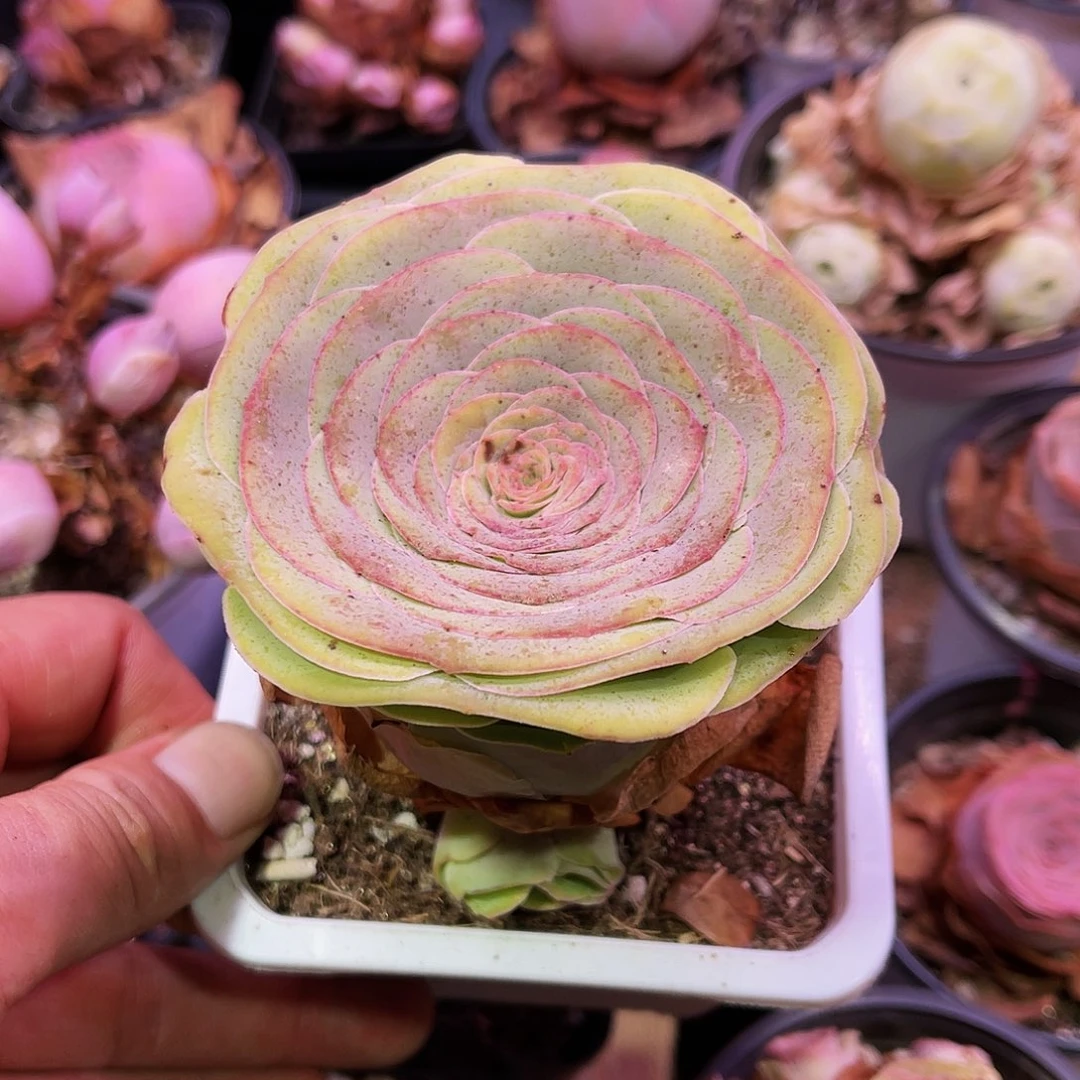 洛汐非偏远包邮多肉