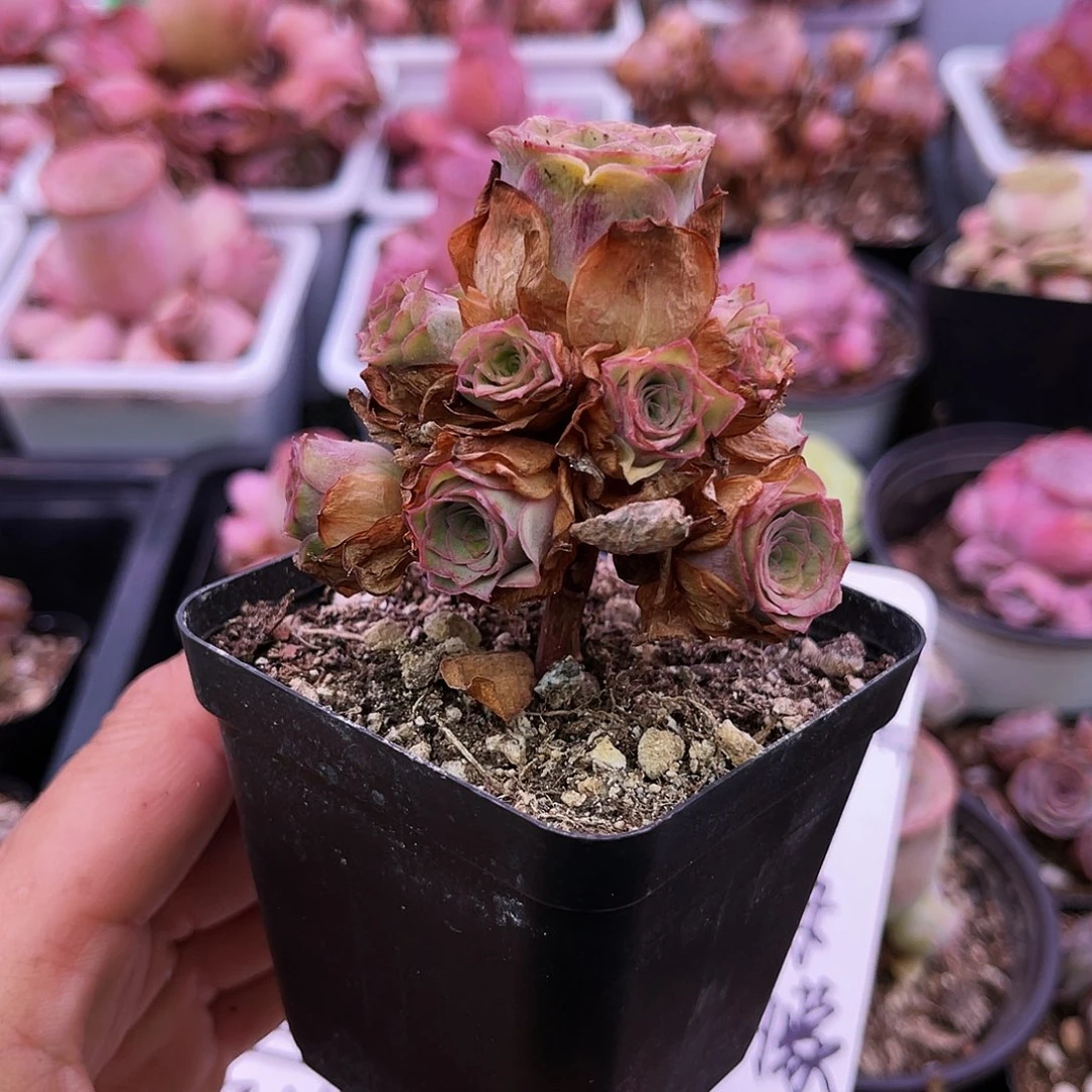 孙*红满28元非偏远包邮 画彼