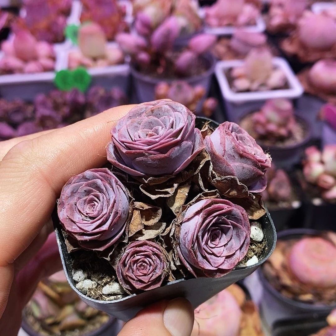 紫殊 非偏远包邮 多肉