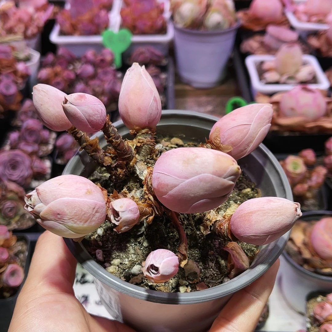 荷花淀 满28元非偏远包邮