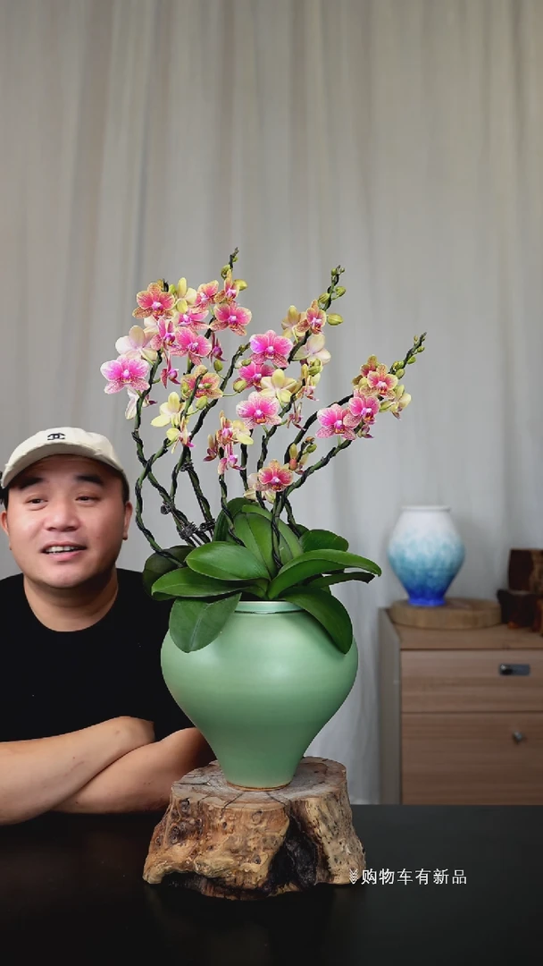 【闪购商品】【一物一拍】艺术盆景