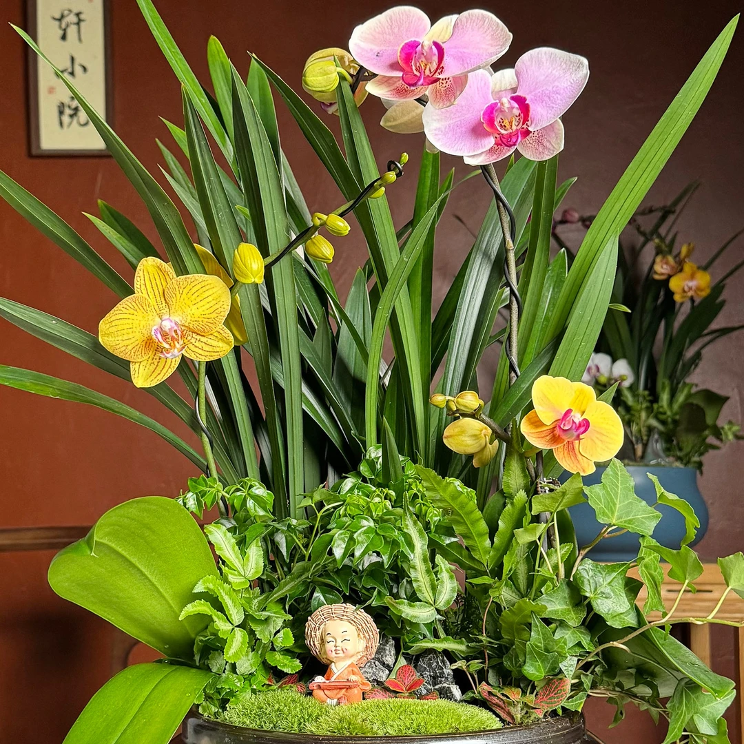 【特定订单】【补差价】直播间差价链接蝴蝶兰