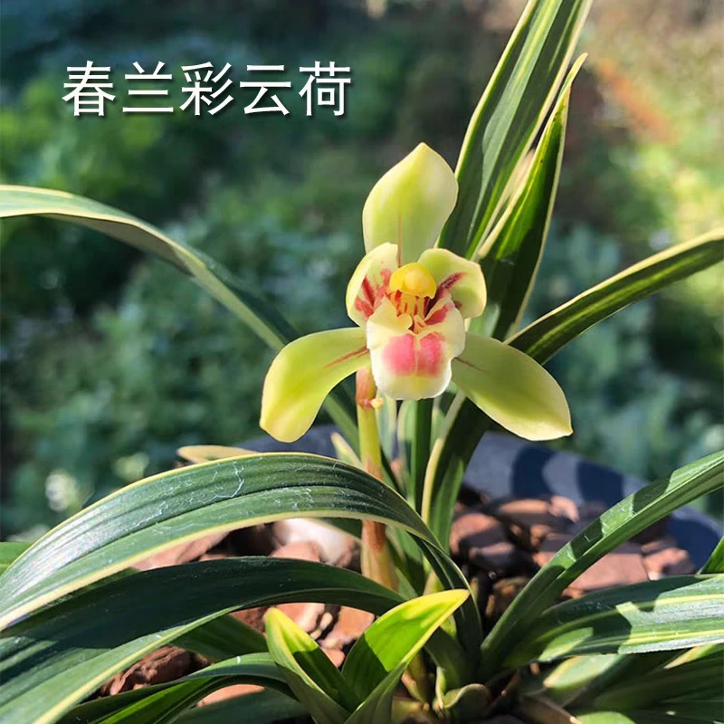 彩云荷 春兰金边矮种 荷瓣花 室内高端小盆栽浓香型种植养兰开花