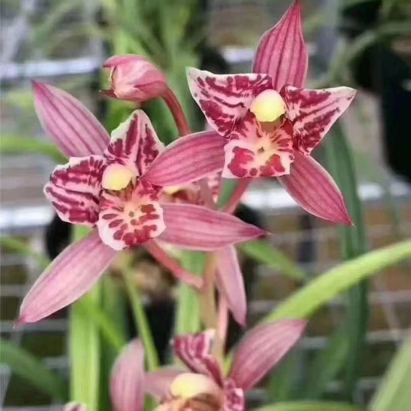 红猫蕊蝶老种夏季开花浓香型室内绿植盆栽叶带先明艺四季兰