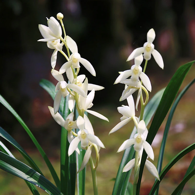 青山玉泉四季建兰系列浓香花卉传统兰花裸根性价比