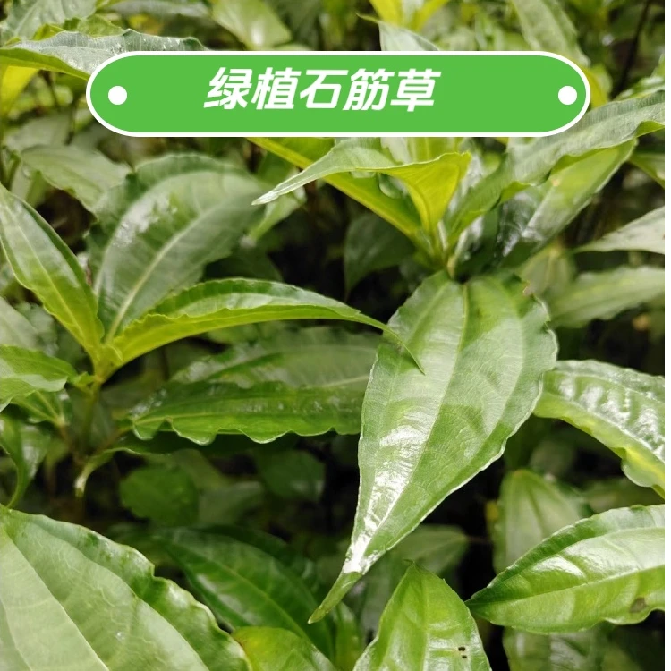 石筋草绿植自营包邮