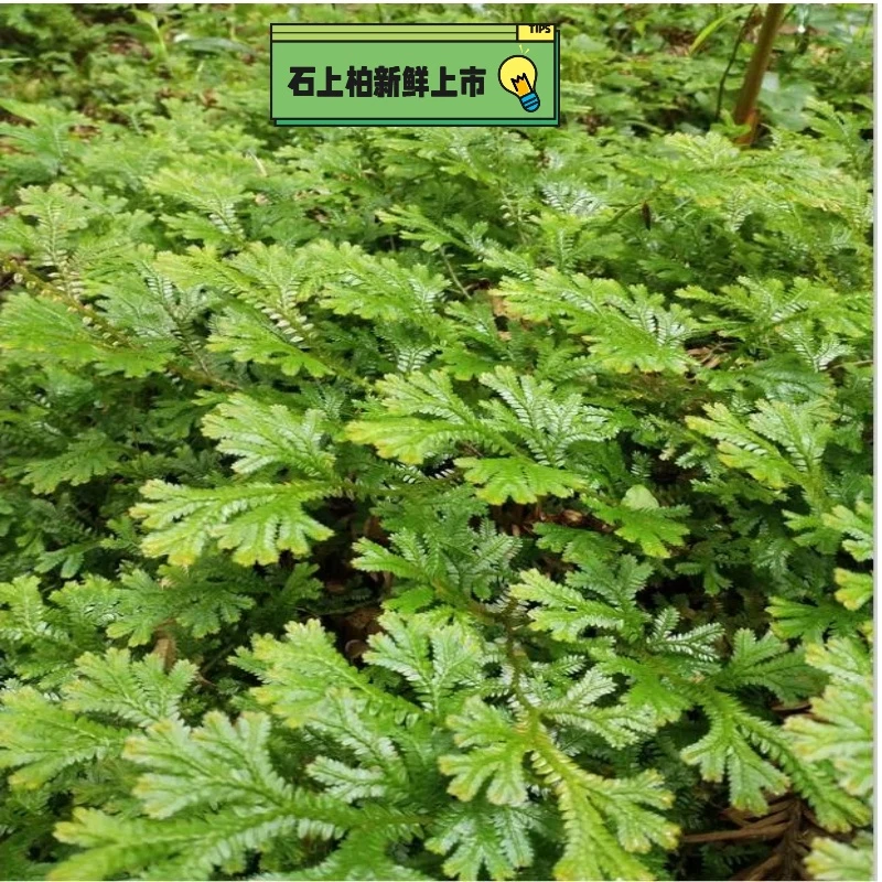 石上柏绿植买一送一