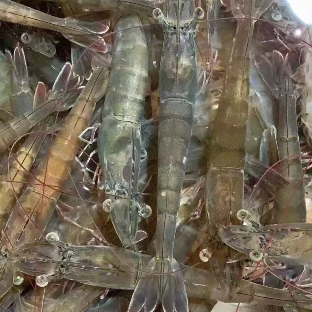 鲜活基围虾500g  默认充氧活发(如需处理请备注）