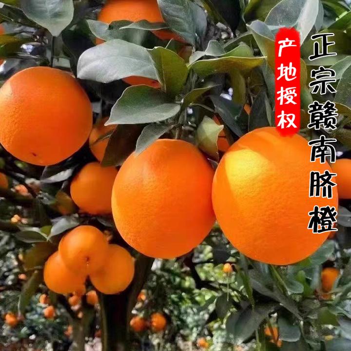 正宗赣南脐橙2024头茬新果顺丰包邮