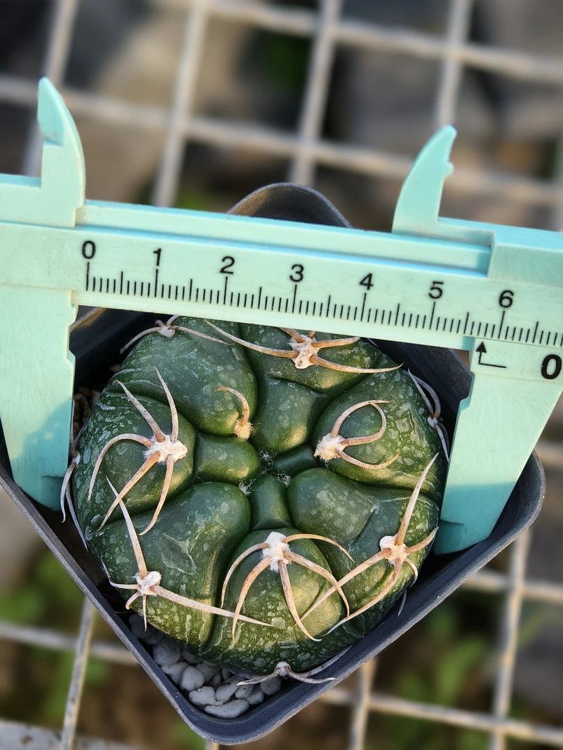 海王仙人球，实生，货号522，一物一拍