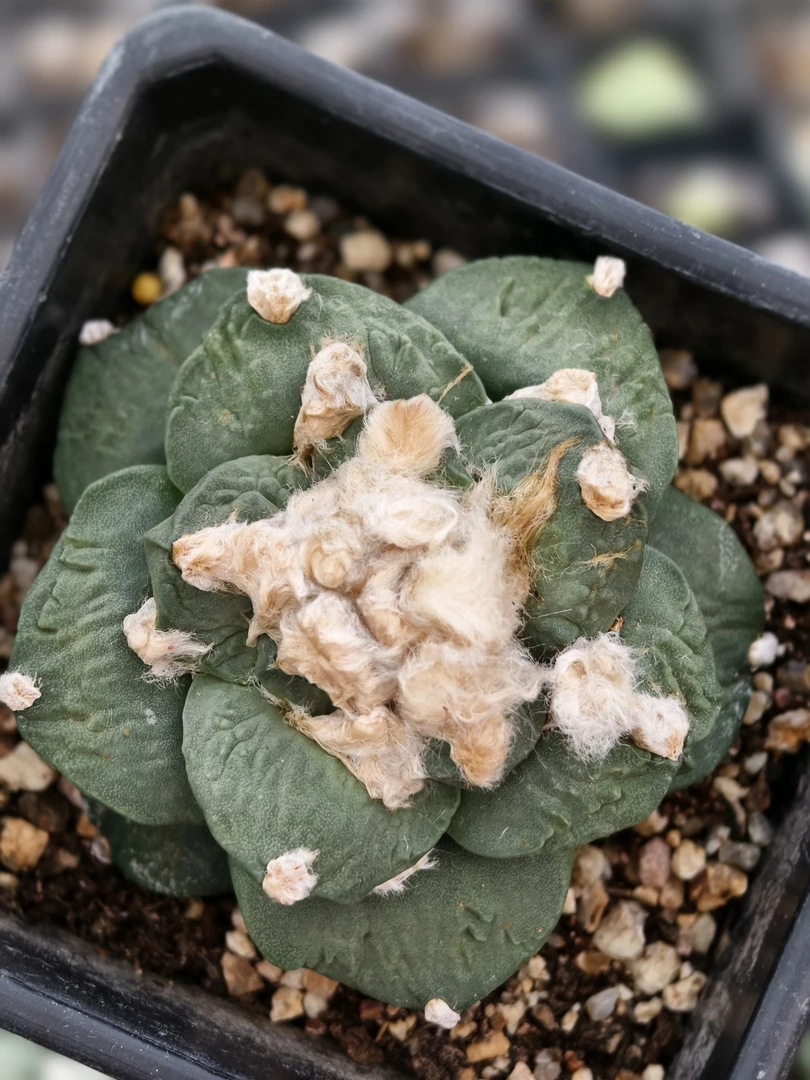 草球嫁接，落地自根，尺寸6.7厘米，编号266，根稳，实物拍照