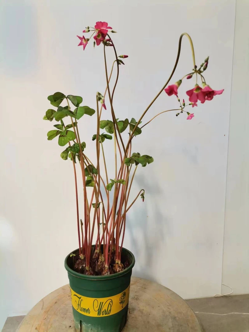 幸运花四叶 酢浆草草.开花神器耐冷耐寒盆栽盆景桌面阳台庭院花