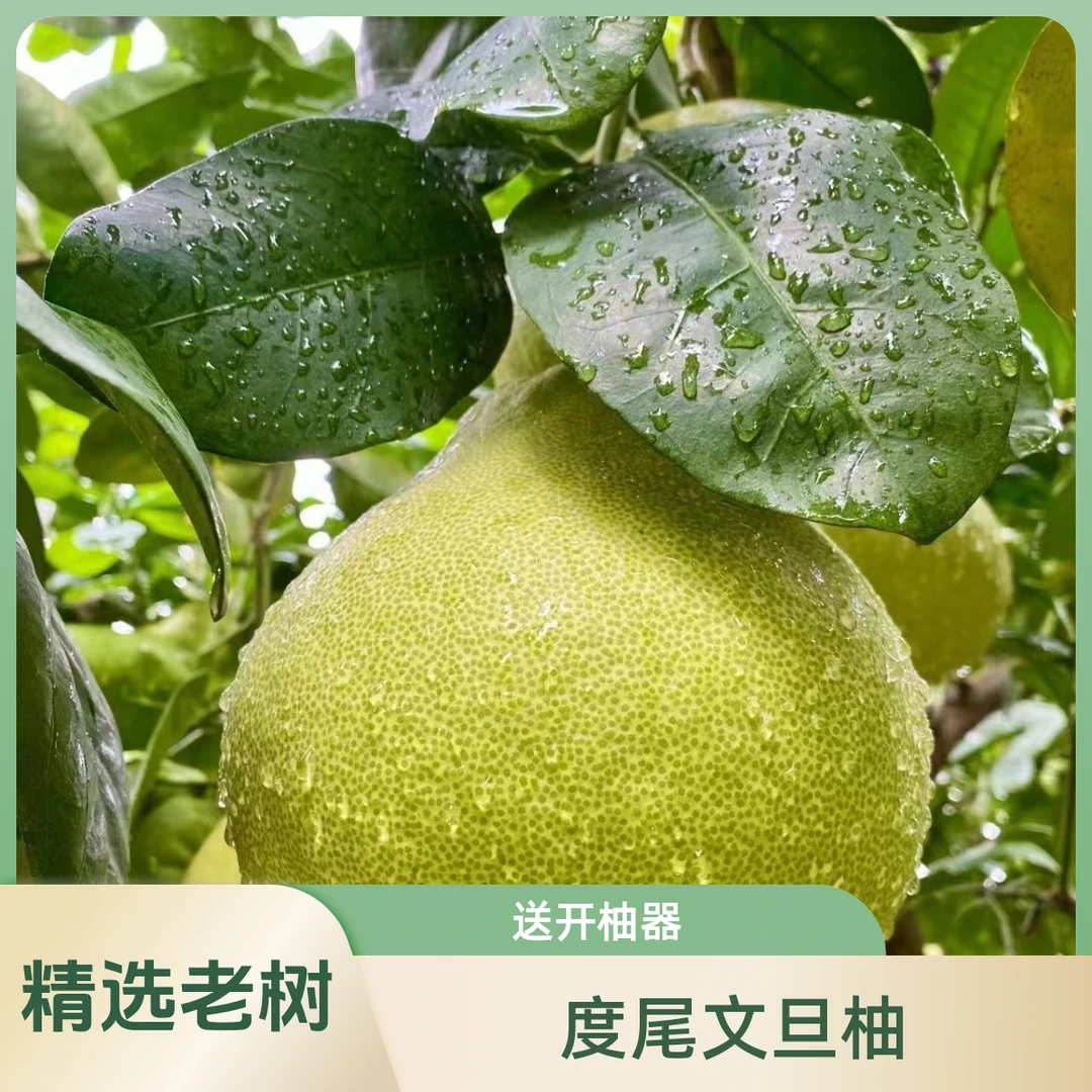 正宗福建仙游度尾文旦柚当季新鲜水果柚子老树酸甜果孕妇一级水果