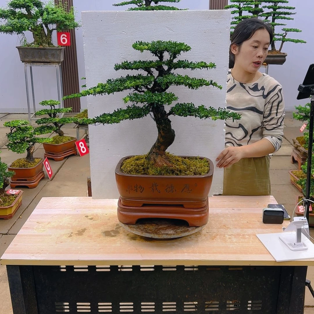 盆景直播间一物一拍