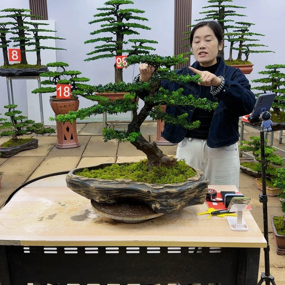 盆景直播间一物一拍