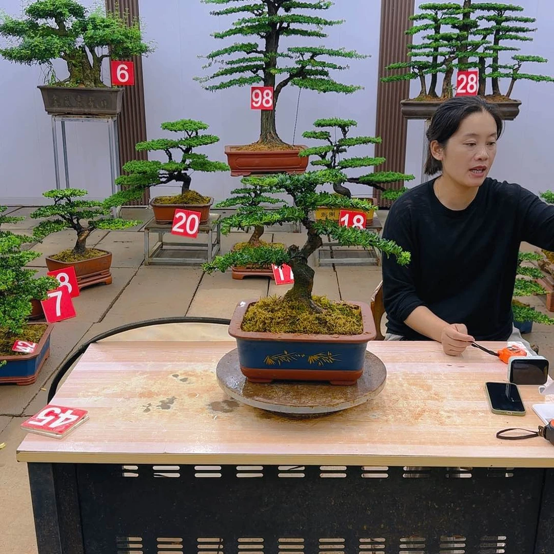 盆景直播间一物一拍