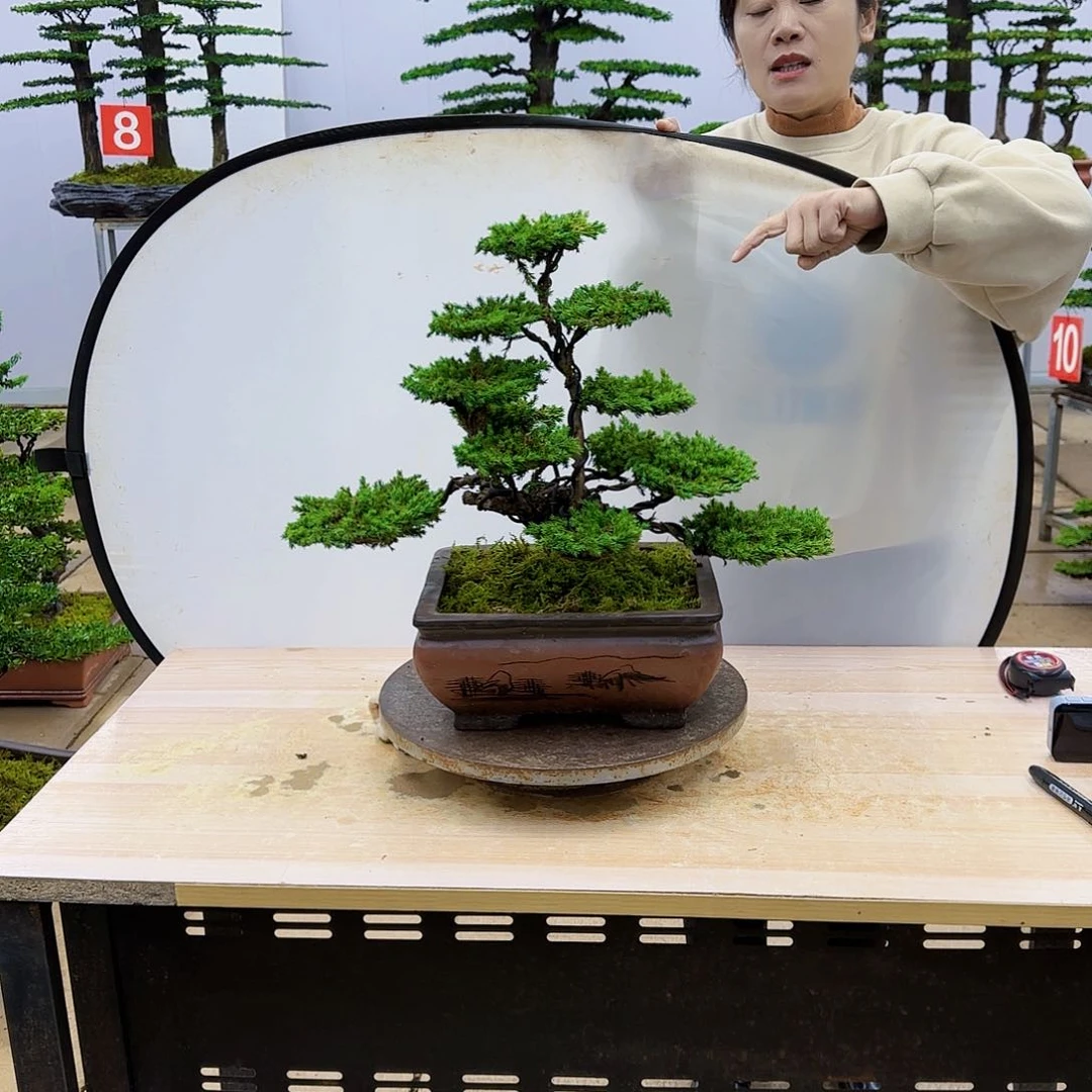 盆景直播间一物一拍