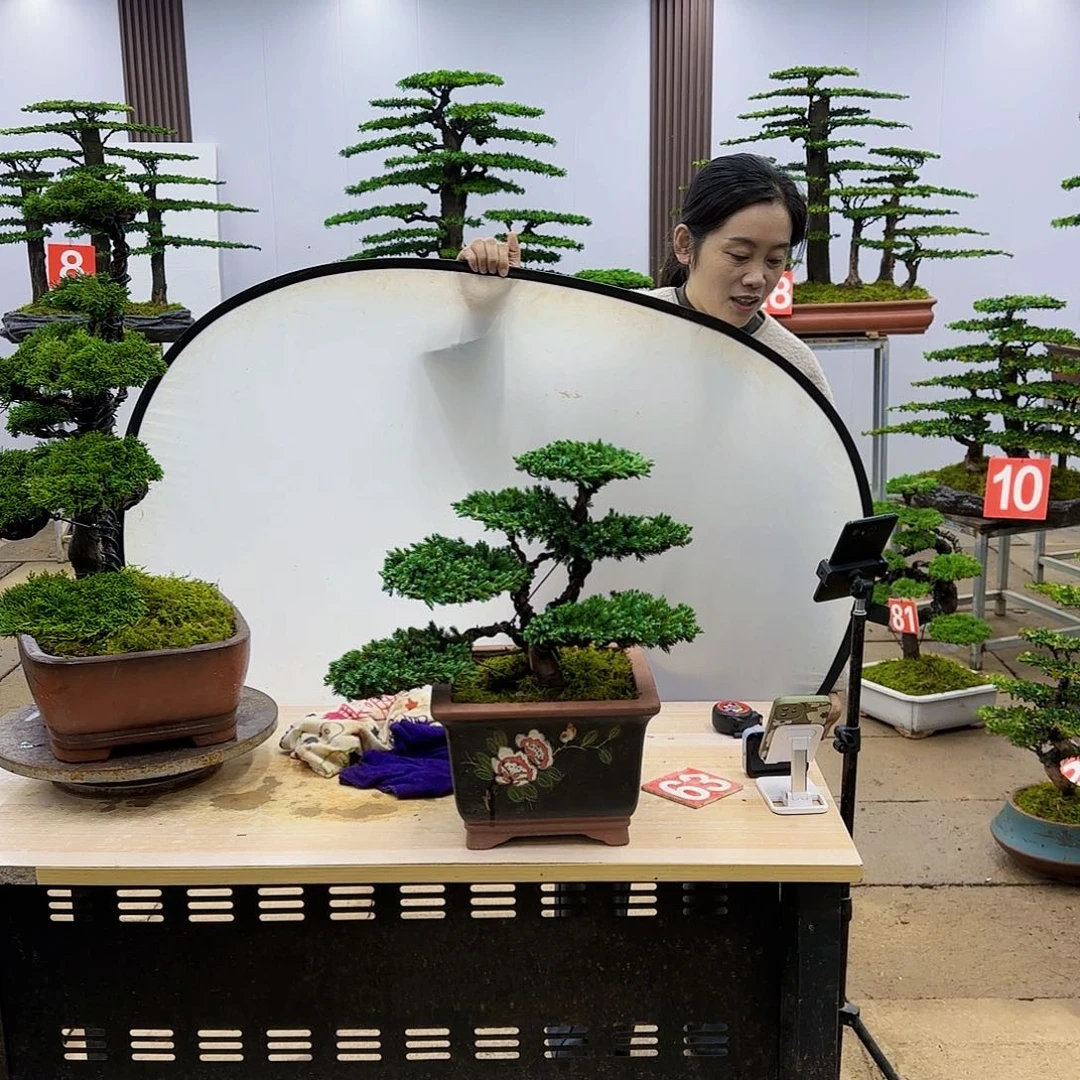 盆景直播间一物一拍