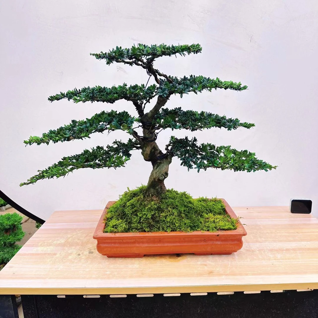 黑珍珠红芽罗汉松迎客造型下单发货大小高70公分左右宽80公分左右