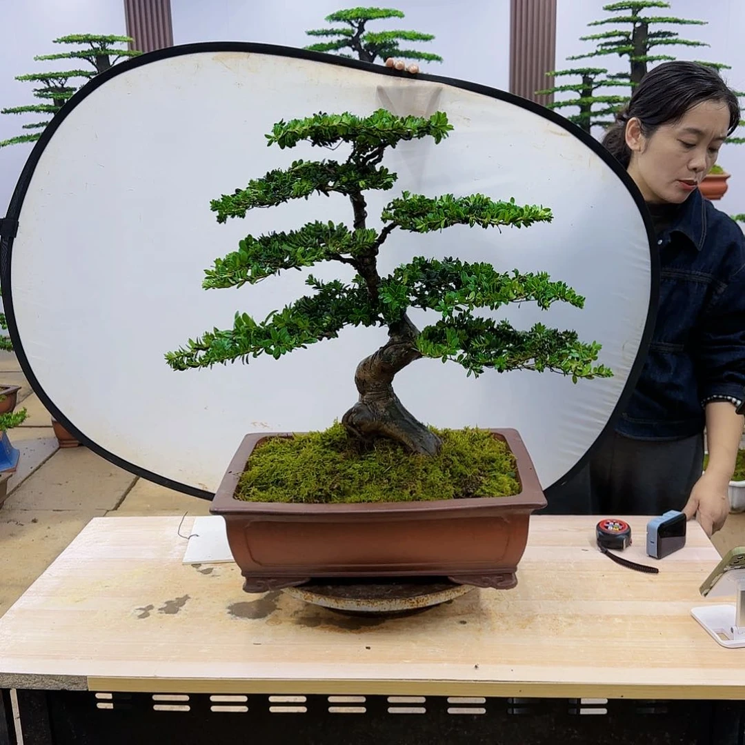 盆景直播间一物一拍