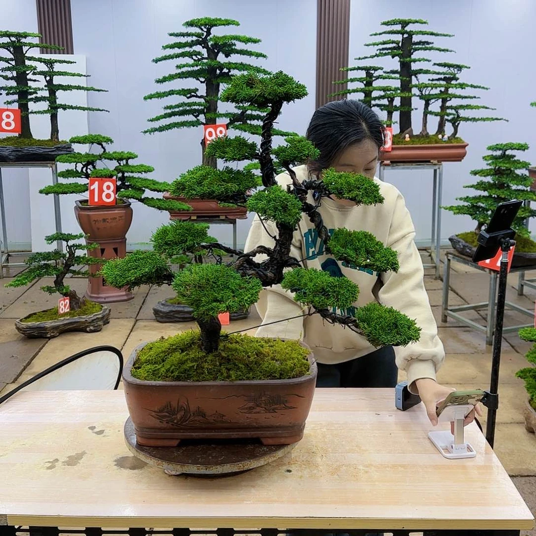盆景直播间一物一拍