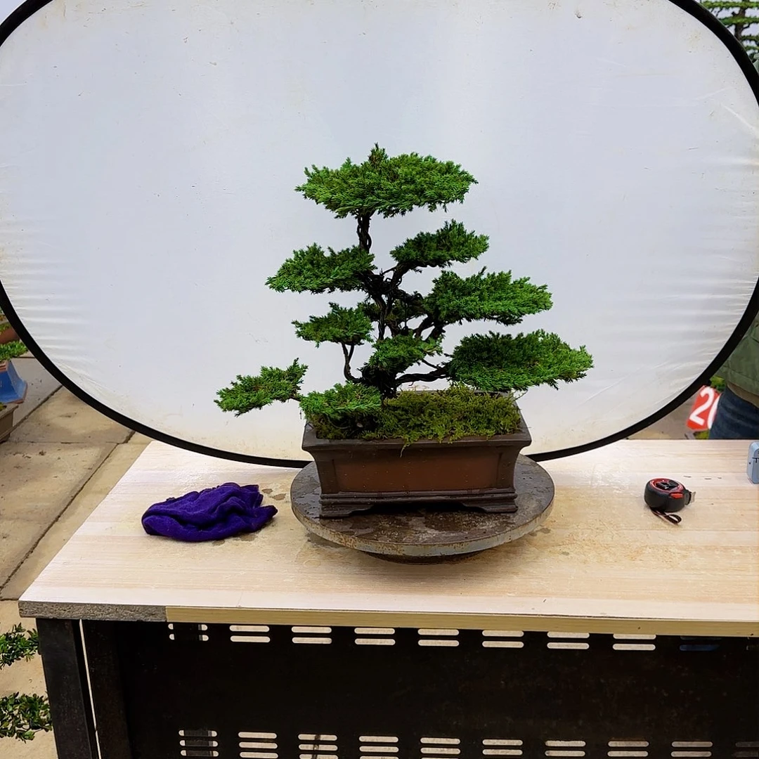 盆景直播间一物一拍